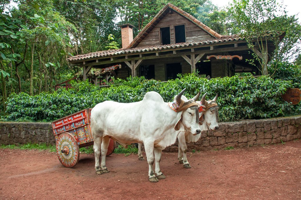 http://costaricatradingshop.com/cdn/shop/collections/stock-photo-costa-rican-ox-towing-a-traditional-cart-353383583_1200x1200.jpg?v=1606596789